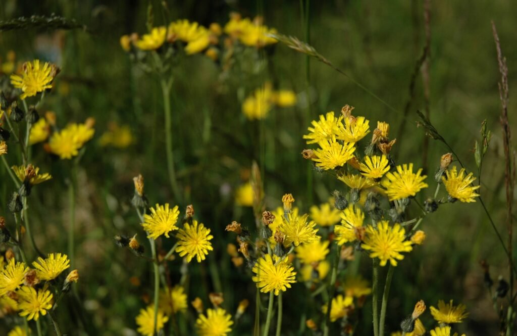 Hieracium