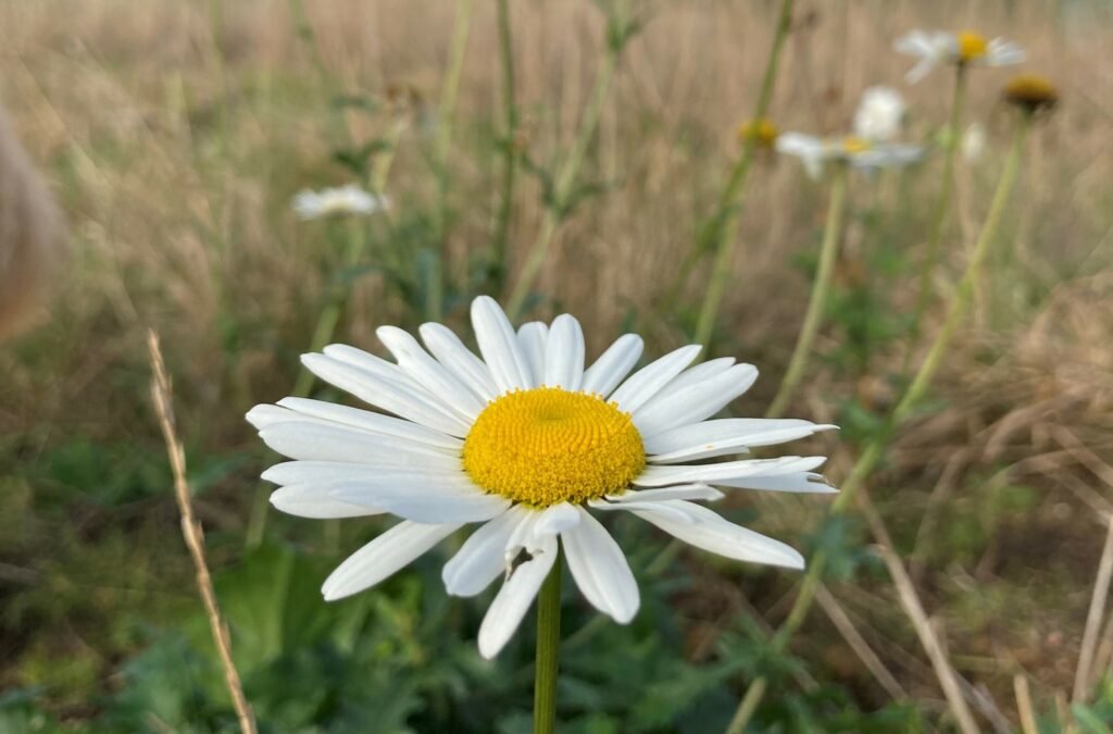Oxeye Daisy (Leucanthemum Vulgare) in the wild