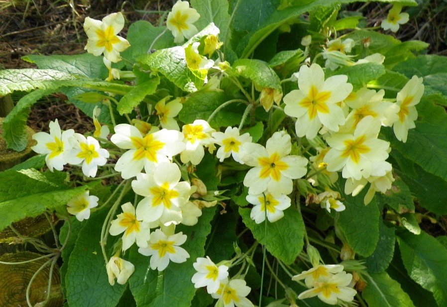 Primrose (Primula Vulgaris)