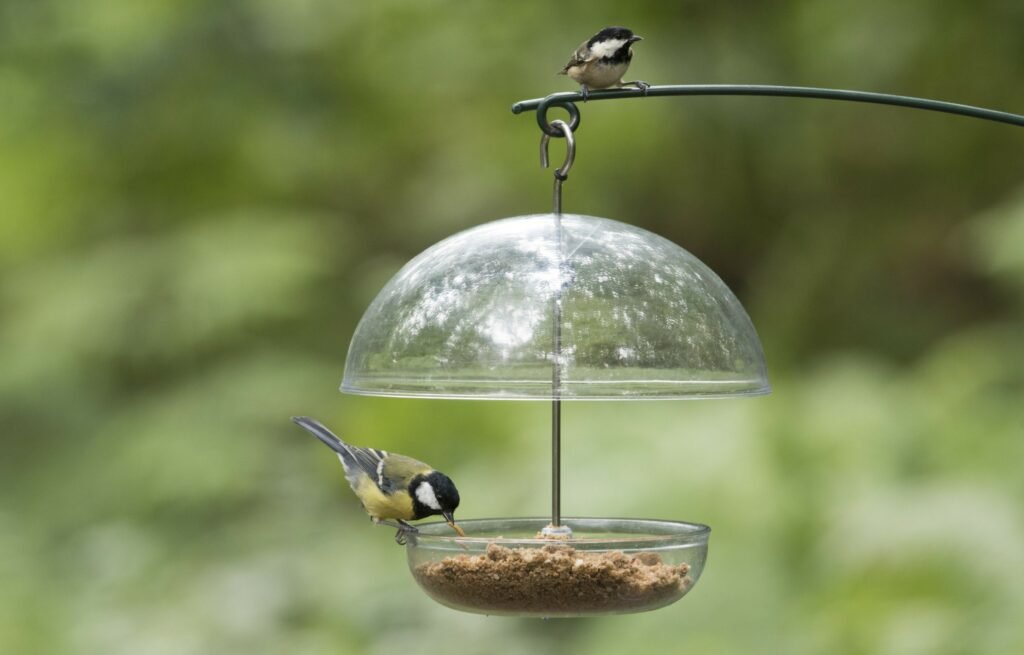 best bird feeder