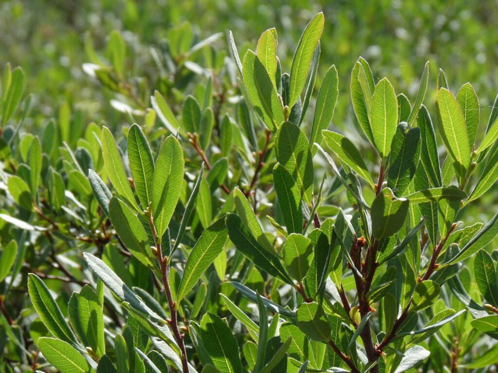 bog myrtle