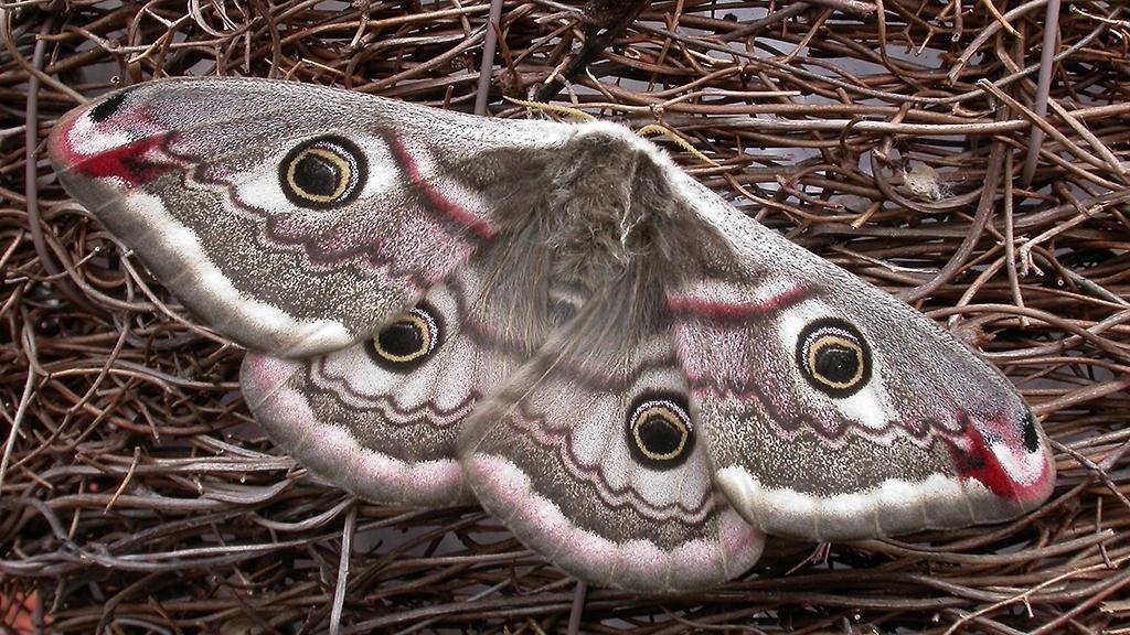 Female Emperor Moth