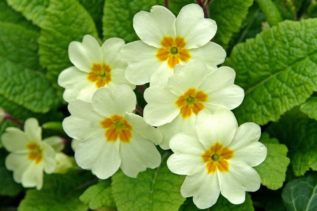 Primula Vulgaris