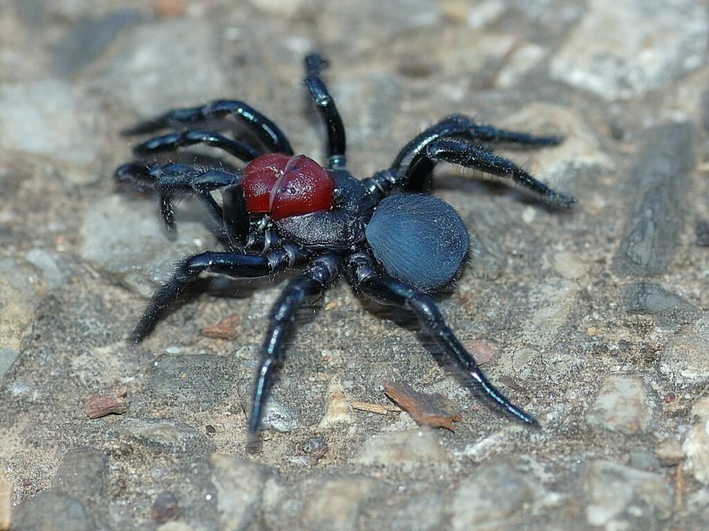 mouse spider