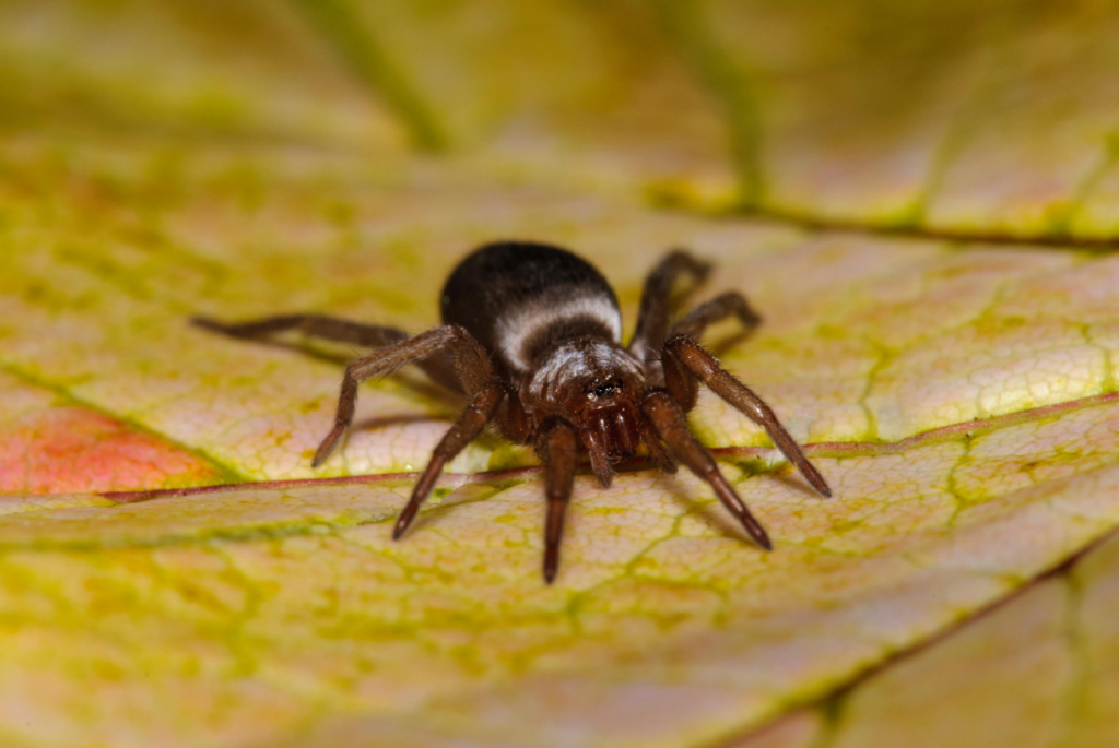 Female mouse spider