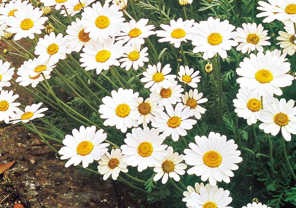 ox eye daisy