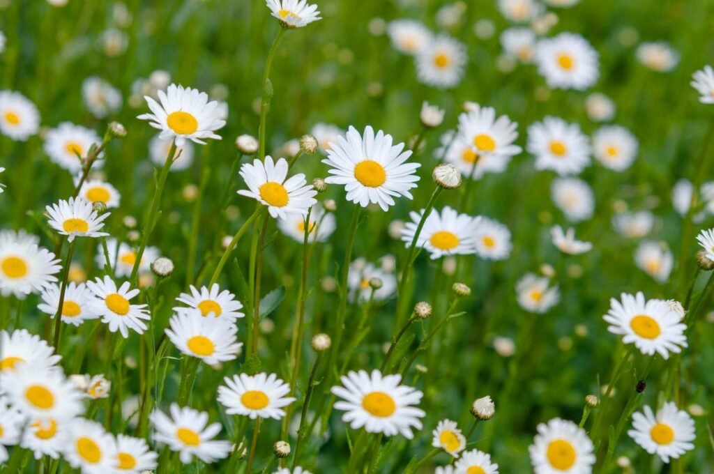 oxeye daisy