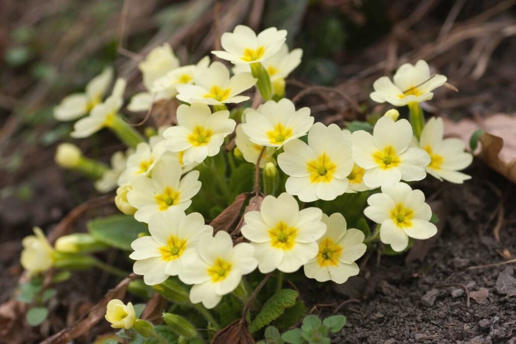 Primrose (Primula Vulgaris)