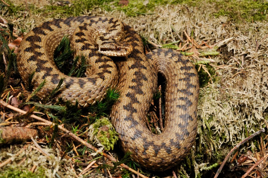 Adder (Vipera Berus)