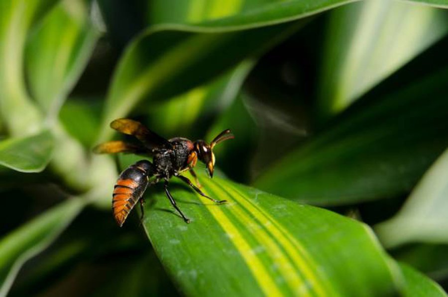Asian Hornet