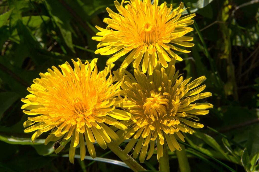 Dandelion