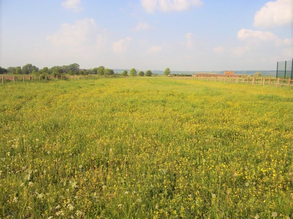 Rhinanthus in field