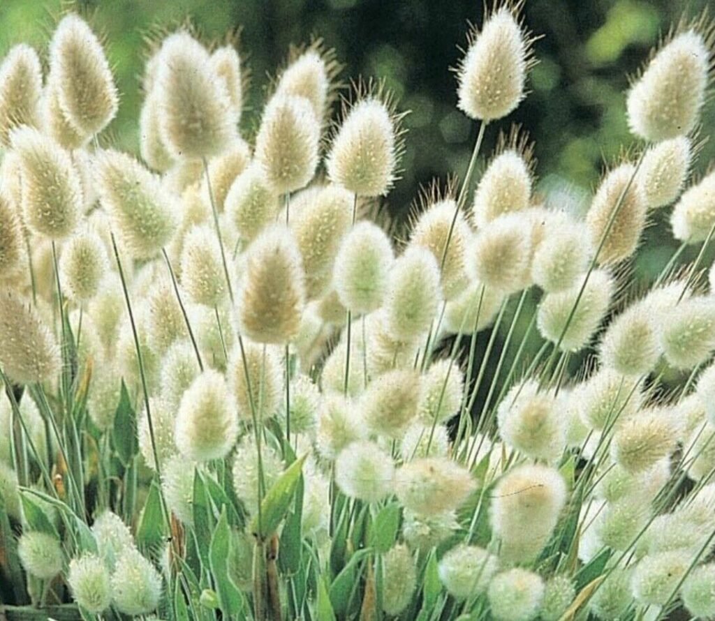 hares tail