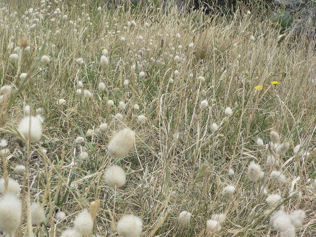 Hare's Tail (Lagurus Ovatus)