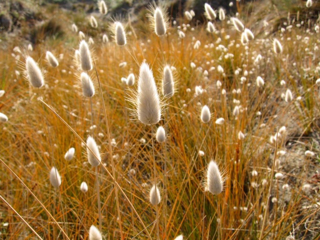 hares tail