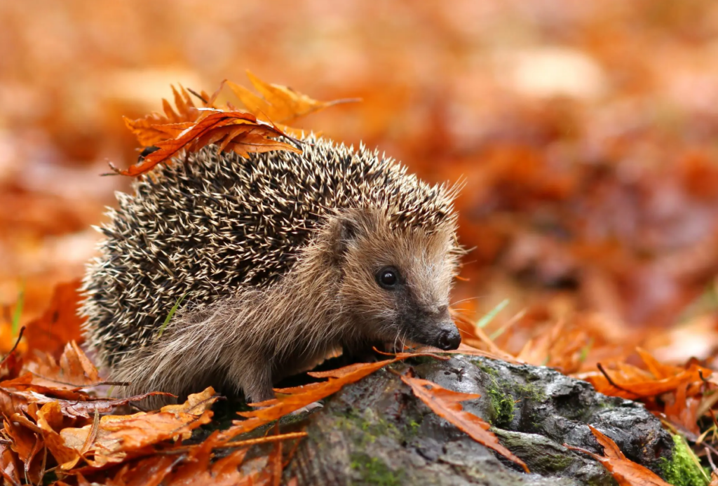hedgehog