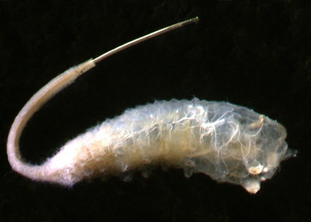 rat tailed maggot