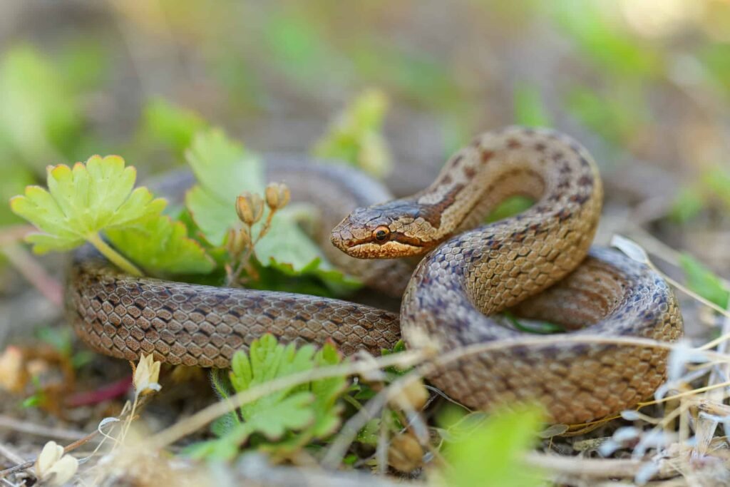 Smooth snake