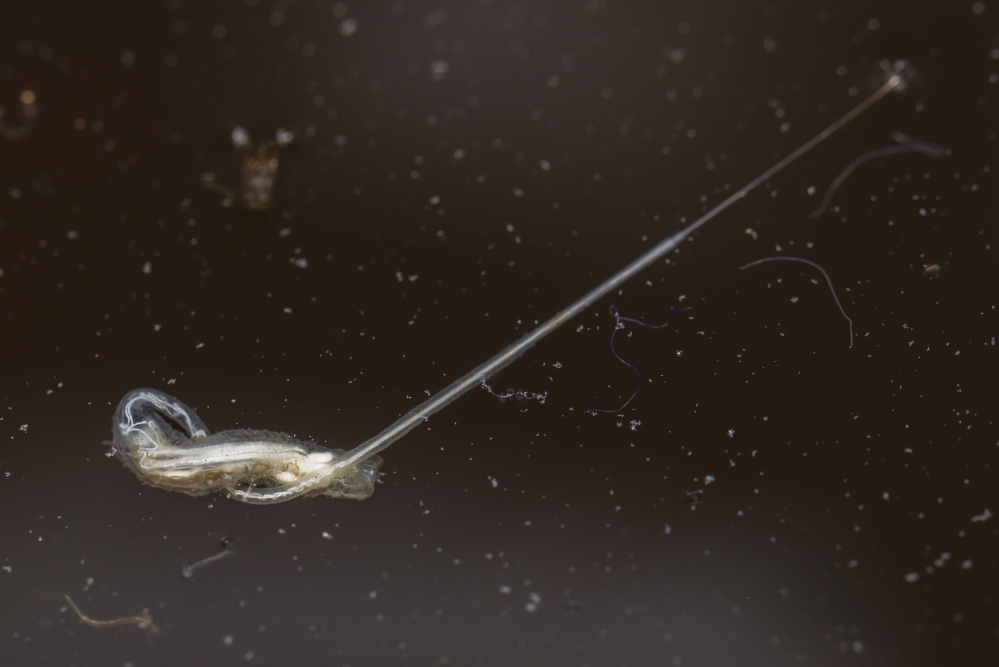 A rat tailed maggot