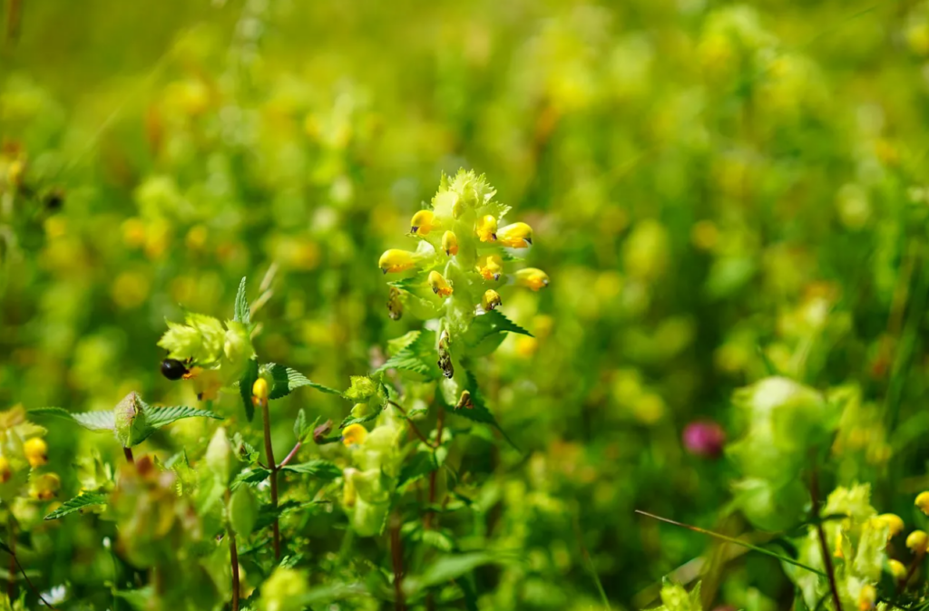 Yellow rattle