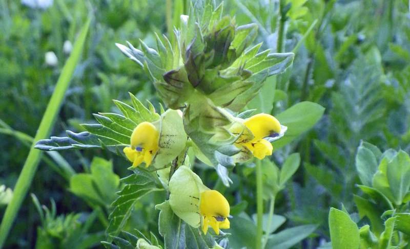 Yellow Rattle