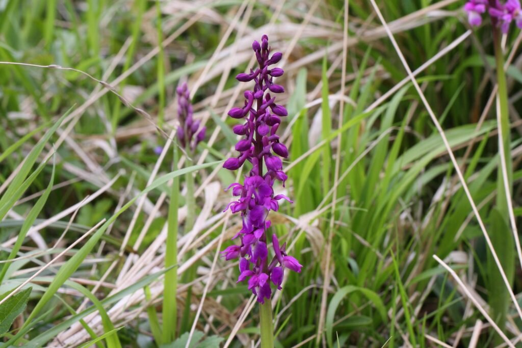 Early purple orchid