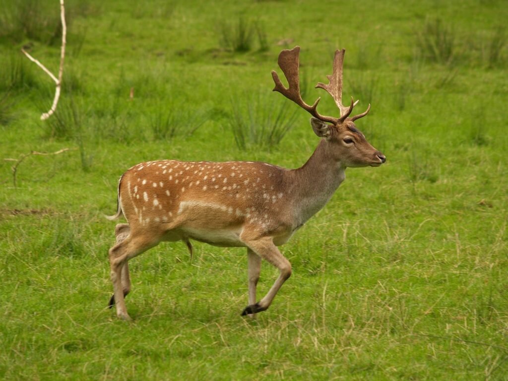 European fallow deer