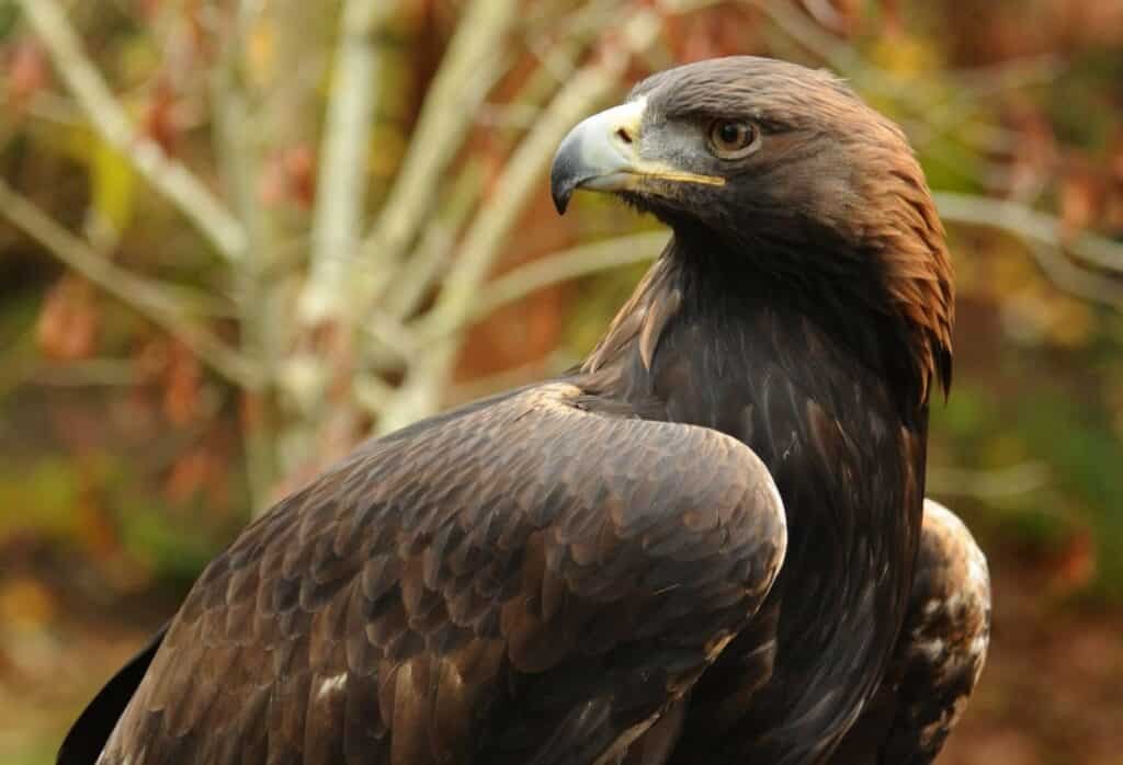 Golden Eagle (Aquila Chrysaetos)