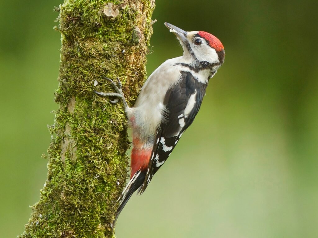 Great Spotted Woodpecker