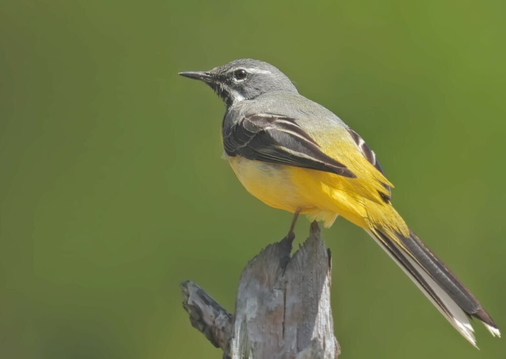 Grey Wagtail perched on a branch