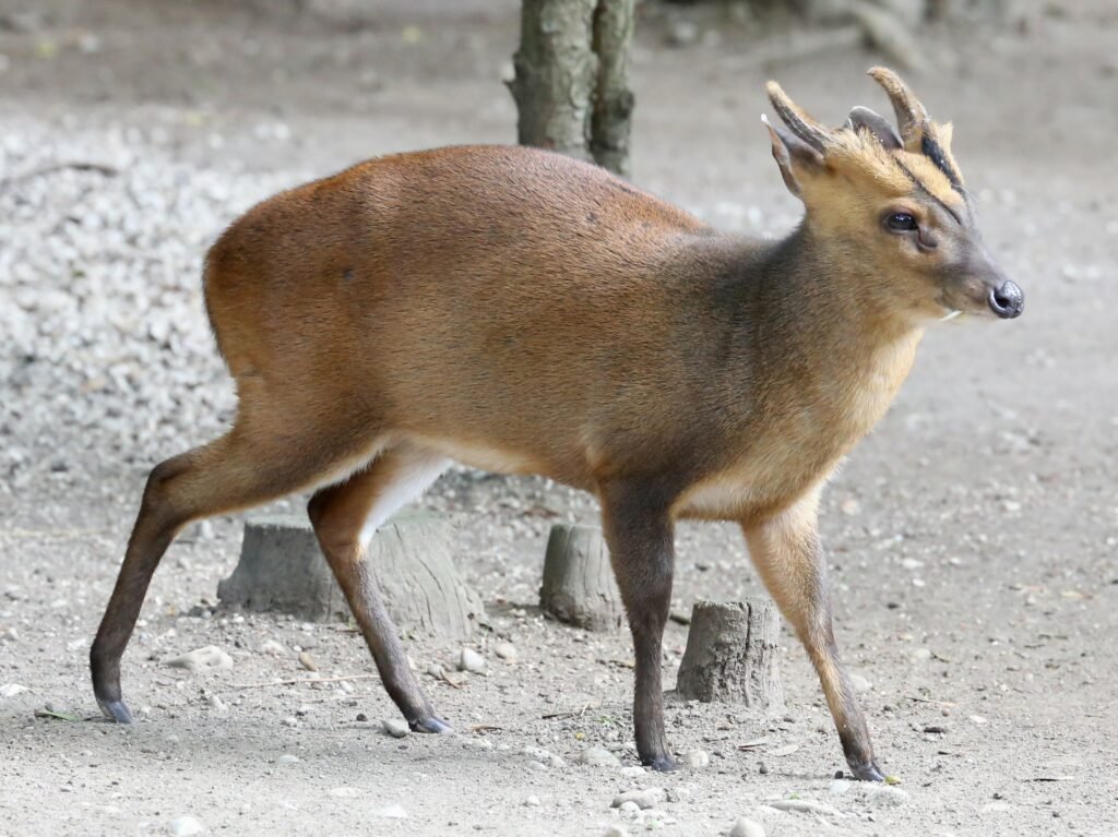 Reeves's Muntjac (Muntiacus Reevesi)