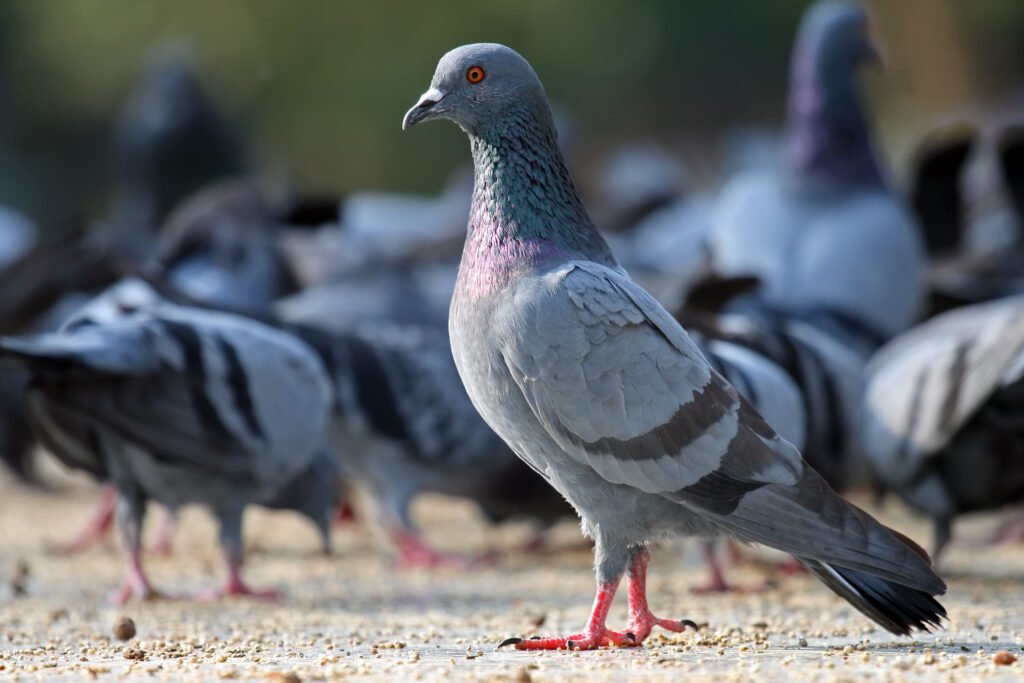 Rock Dove (Columba Livia)