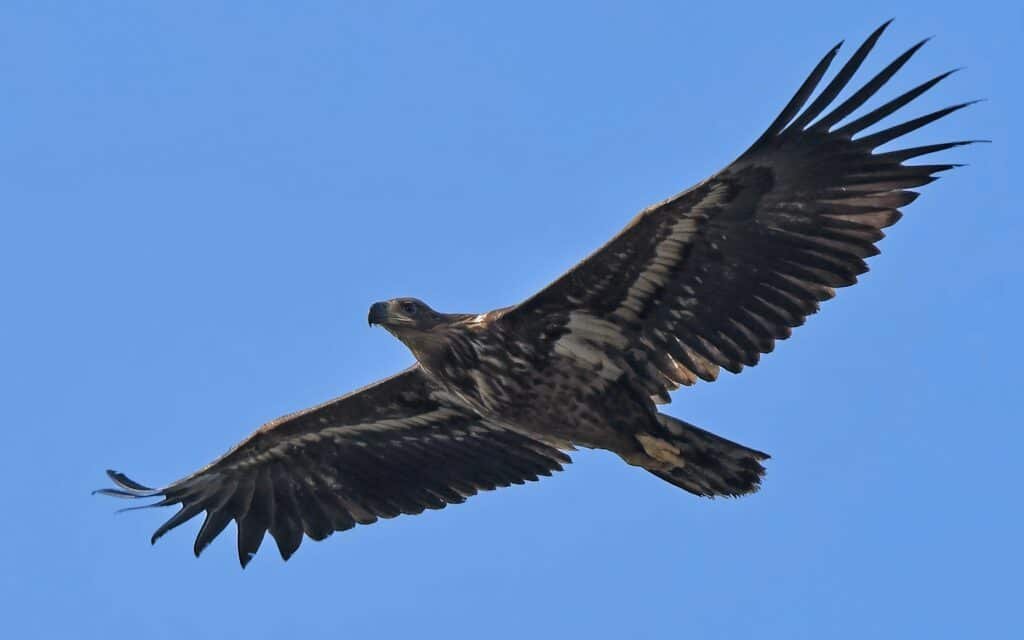 White-tailed eagle in flight
