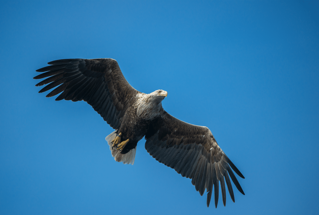 White-Tailed Eagle (Haliaeetus Albicilla)