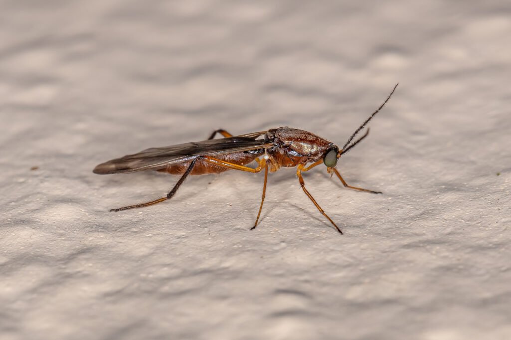 An adult Biting Midge
