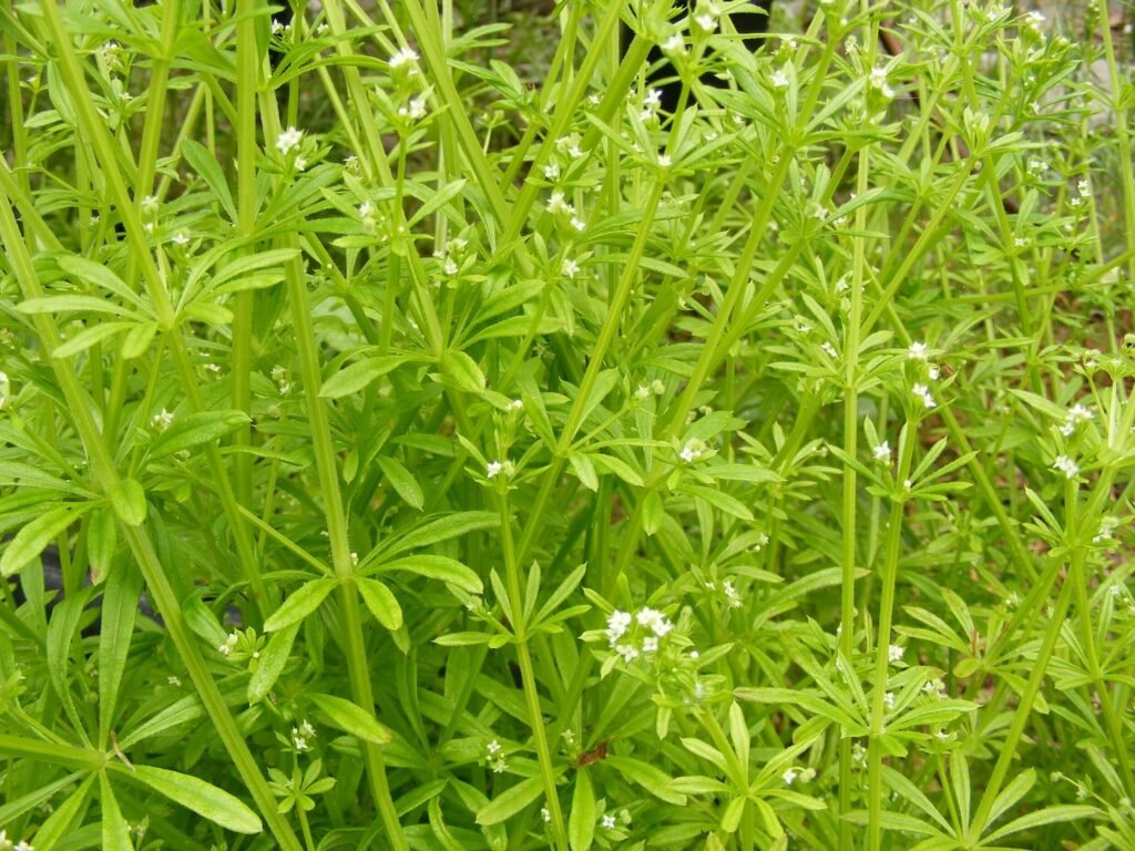 Cleavers