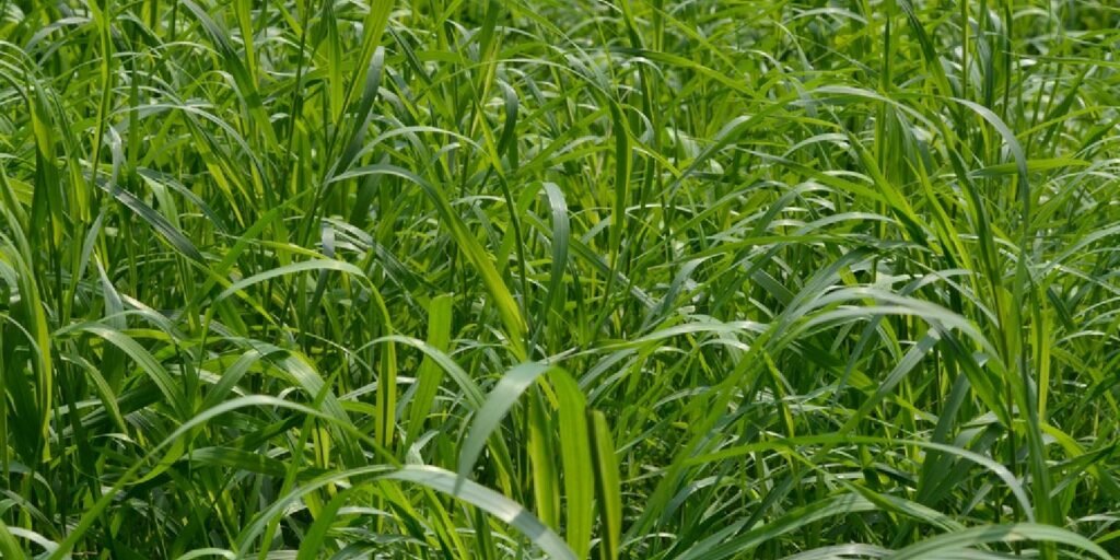 Couch grass