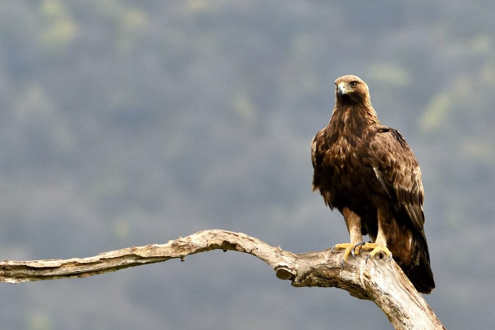 Golden Eagle (Aquila Chrysaetos) on a branch