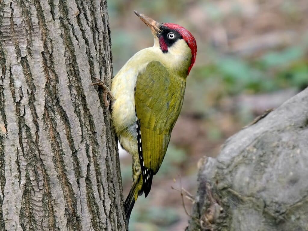 Green Woodpecker (Picus viridis)
