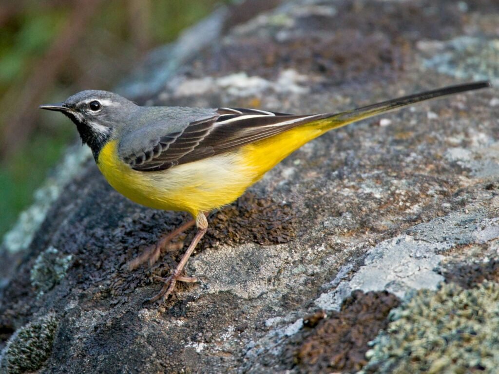 Grey wagtail