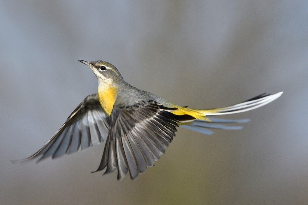 Grey Wagtail (Motacilla Cinerea) in flight