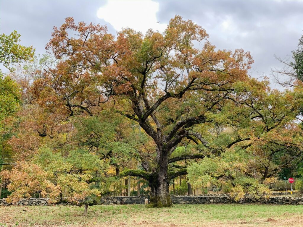 Oak Tree (Quercus)