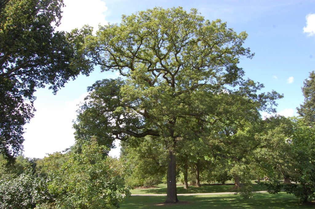 Oak tree