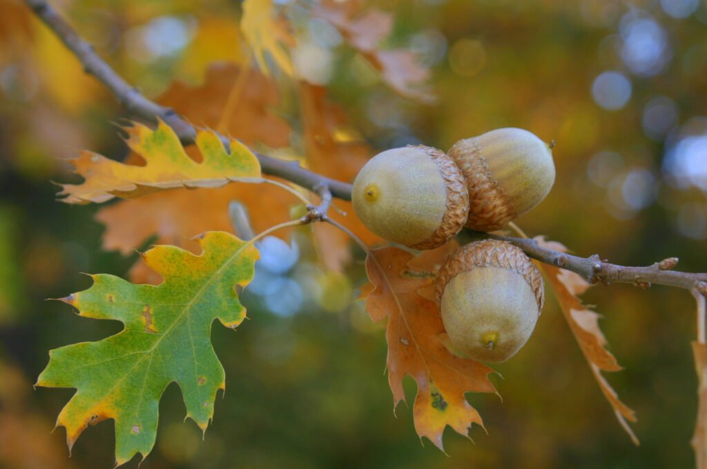 Oak tree acorns