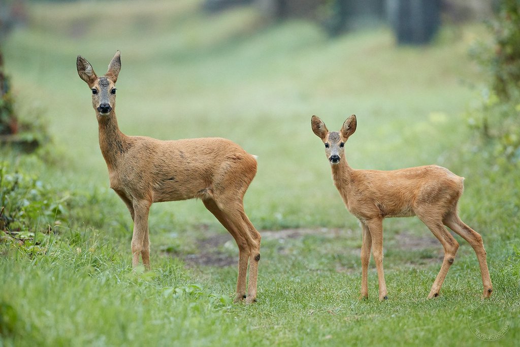 Roe Deer
