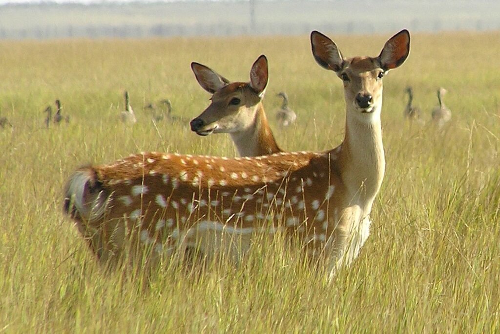 Sika Deer