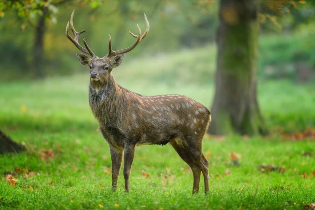 Sika Deer (Cervus Nippon)