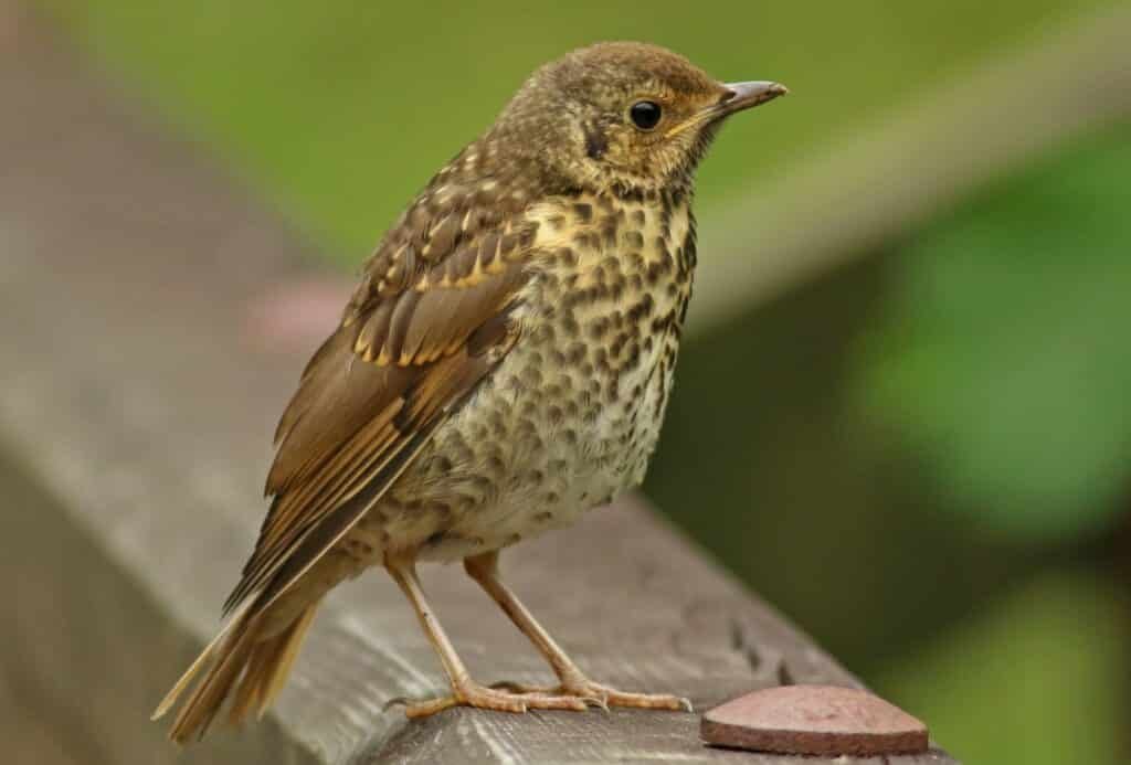 Song thrush