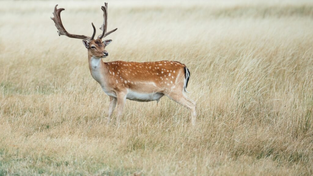 Types of deer in the UK