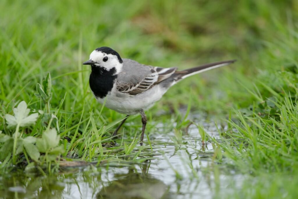 Wagtail